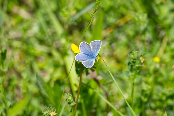 Silberbesetzter Blauer Plebejus Argus Schmetterling Auf Gelber Blume Zürich Schweiz — Stockfoto