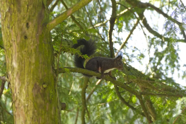 Brown Squirrel Сидить Дереві Цюриху Швейцарія — стокове фото