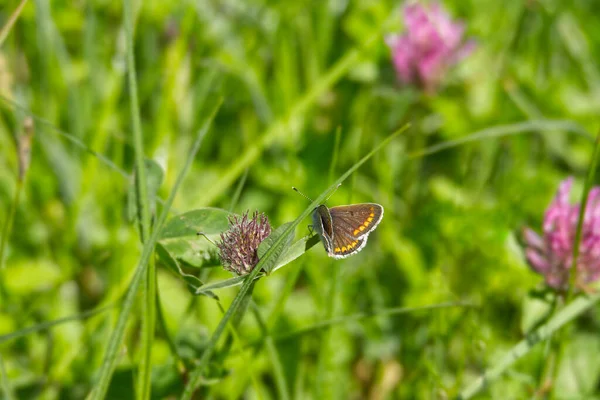 Brown Argus Aricia Agestis Butterfly Perched Grass Zurich Switzerland — Stock Photo, Image