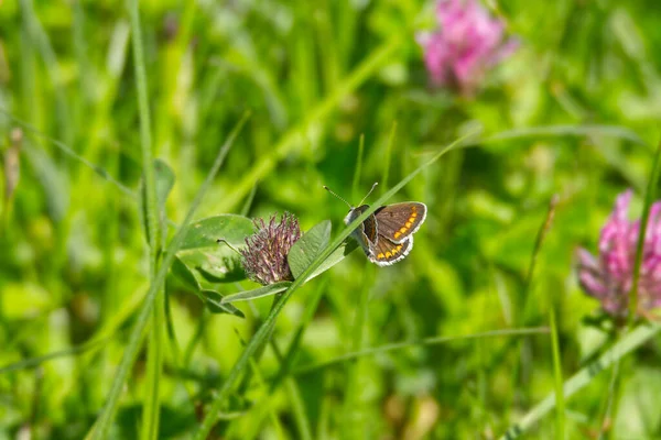 Argile Brune Aricia Agestis Papillon Perché Sur Herbe Zurich Suisse — Photo