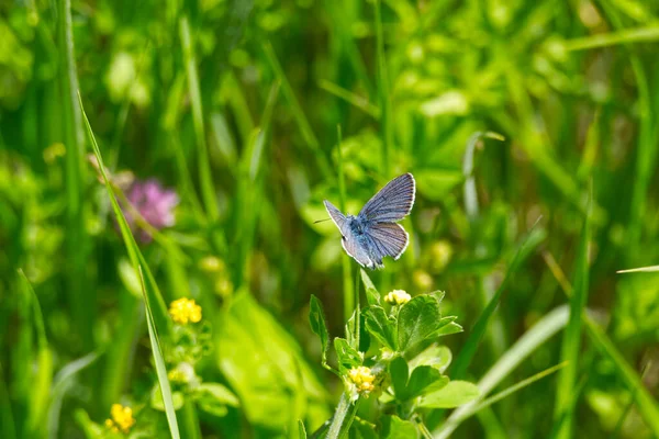Papillon Bleu Argenté Plebejus Argus Perché Sur Une Fleur Jaune — Photo