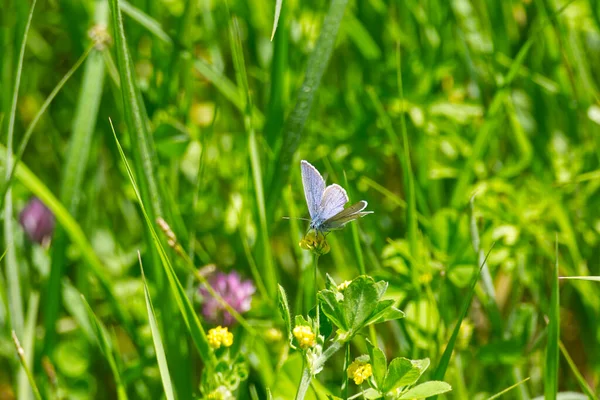 Azul Cravejado Prata Plebejus Argus Borboleta Empoleirada Flor Amarela Zurique — Fotografia de Stock