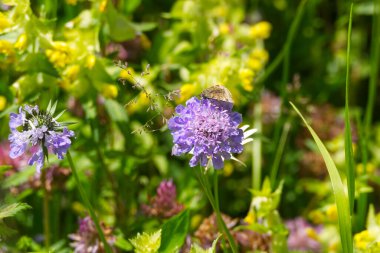 Burnet güve (Euclidia glyphica) İsviçre 'nin Zürih kentinde bir çiçeğin üzerine tünemiş kelebek.