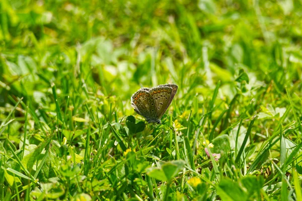 Brown Argus Aricia Agestis Mariposa Sobre Hierba Zurich Suiza — Foto de Stock