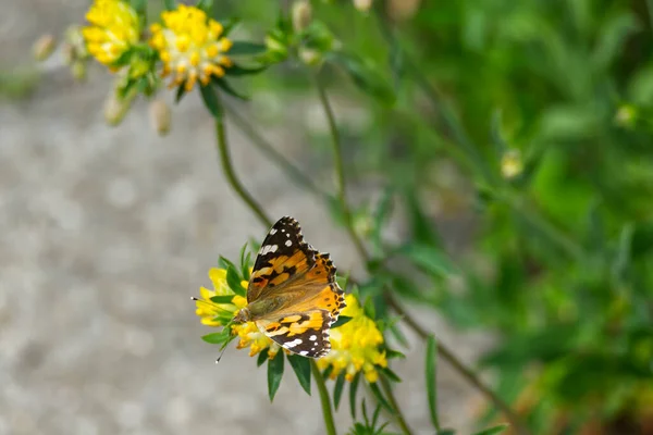 塗装済み女性 ヴァネッサ カルディ 蝶はチューリッヒ スイスの黄色の花に包まれた — ストック写真