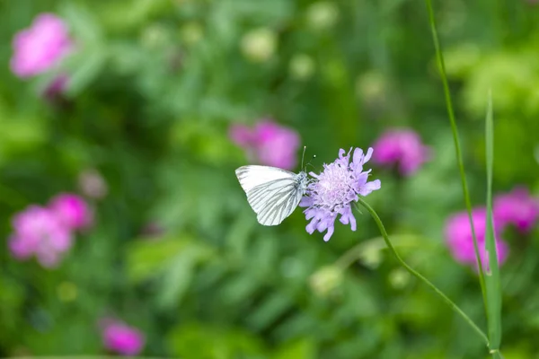 Grüngeäderter Weißer Schmetterling Pieris Napi Auf Einer Blume Zürich Schweiz — Stockfoto