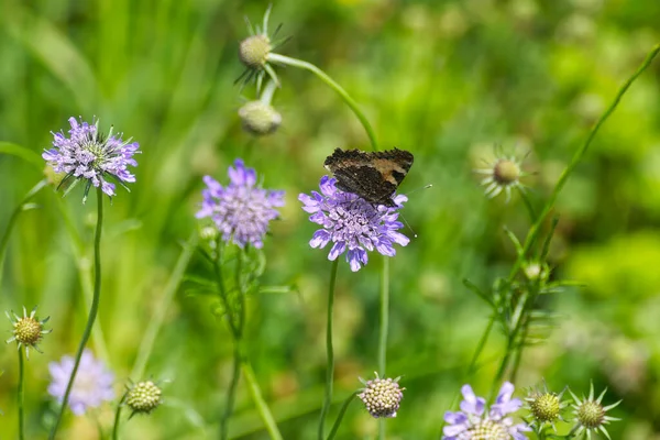 Motyl Żółwiowy Aglais Urticae Siedzący Kwiatku Zurychu Szwajcaria — Zdjęcie stockowe