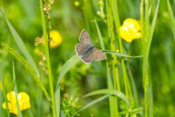スイス チューリッヒ市の草の上の女性の滑らかな銅蝶 Lycaena Tityrus — ストック写真