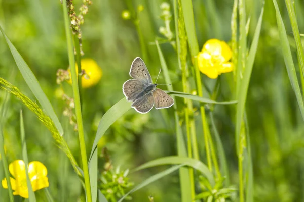 Θηλυκή Πεταλούδα Χαλκού Lycaena Tityrus Γρασίδι Στη Ζυρίχη Ελβετία — Φωτογραφία Αρχείου