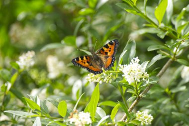 İsviçre 'nin Zürih kentinde beyaz bir çiçek üzerinde oturan küçük kaplumbağa kabuğu kelebeği (Aglais urticae).