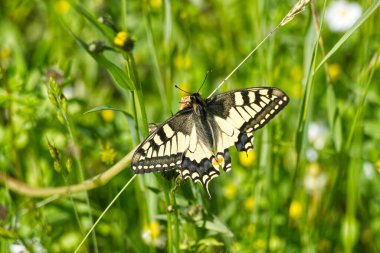 Eski Dünya Kırlangıç Kuyruğu (