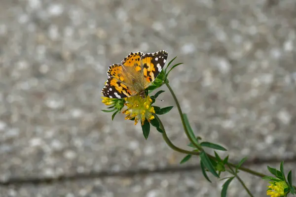 塗装済み女性 ヴァネッサ カルディ 蝶はチューリッヒ スイスの黄色の花に包まれた — ストック写真