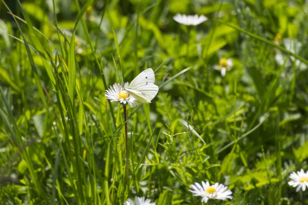 Petit Papillon Blanc Pieris Rapae Perché Sur Une Marguerite Zurich — Photo