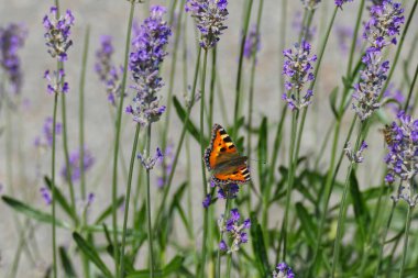 İsviçre 'nin Zürih kentindeki lavanta bitkisine tünemiş küçük kaplumbağa kabuğu kelebeği (Aglais urticae)