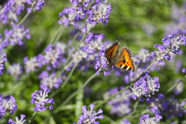 İsviçre 'nin Zürih kentindeki lavanta bitkisine tünemiş küçük kaplumbağa kabuğu kelebeği (Aglais urticae)