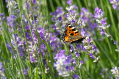 İsviçre 'nin Zürih kentindeki lavanta bitkisine tünemiş küçük kaplumbağa kabuğu kelebeği (Aglais urticae)