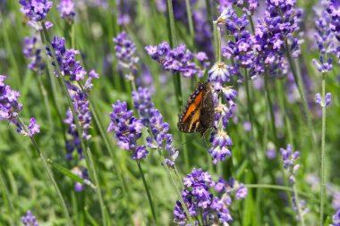 İsviçre 'nin Zürih kentindeki lavanta bitkisine tünemiş küçük kaplumbağa kabuğu kelebeği (Aglais urticae)