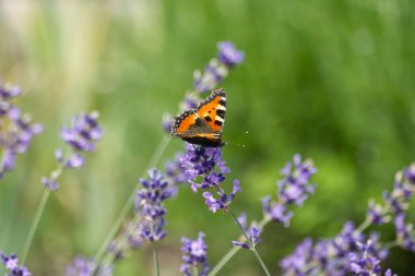 İsviçre 'nin Zürih kentindeki lavanta bitkisine tünemiş küçük kaplumbağa kabuğu kelebeği (Aglais urticae)