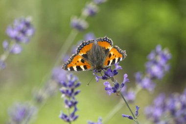 İsviçre 'nin Zürih kentindeki lavanta bitkisine tünemiş küçük kaplumbağa kabuğu kelebeği (Aglais urticae)