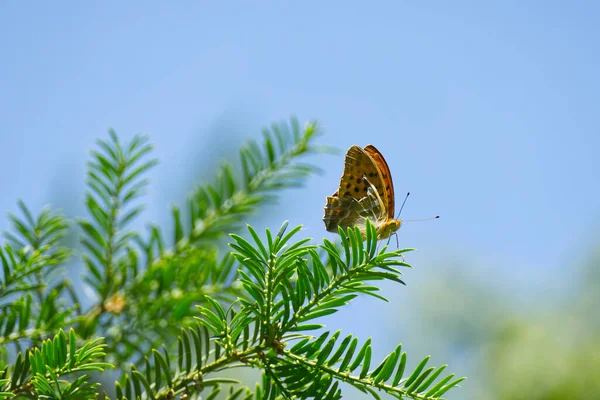 Srebrno Umyty Motyl Argynnis Paphia Siedzący Drzewie Zurychu Szwajcaria — Zdjęcie stockowe