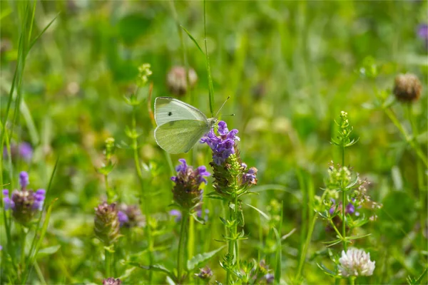 Duży Biały Motyl Pieris Brassicae Siedzący Fioletowym Kwiecie Zurychu Szwajcaria — Zdjęcie stockowe