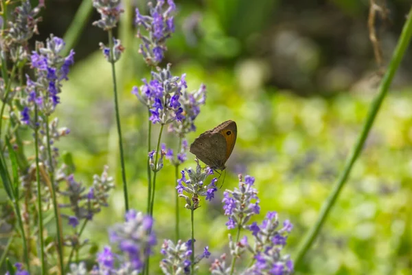 Motyl Łąkowy Brązowy Maniola Jurtina Siedzący Lawendzie Zurychu Szwajcaria — Zdjęcie stockowe
