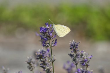 Küçük beyaz kelebek (Pieris rapae) İsviçre, Zürih 'te lavanta üzerine tünemiştir..