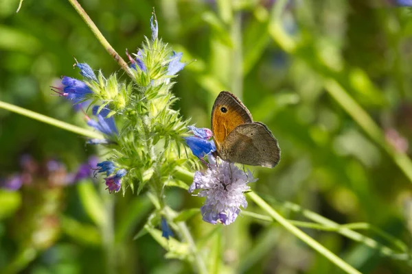 Meadow Brown Maniola Jurtina Motyl Siedzący Purpurowym Kwiecie Zurychu Szwajcaria — Zdjęcie stockowe