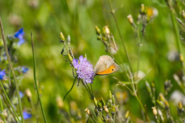 Meadow Brown Maniola Jurtina Motyl Siedzący Purpurowym Kwiecie Zurychu Szwajcaria — Zdjęcie stockowe