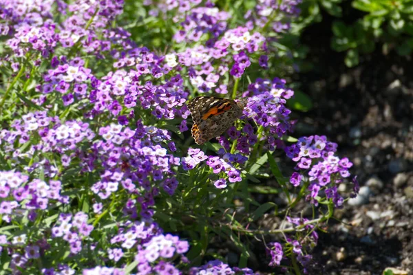 塗装済みレディー ヴァネッサ カーディ スイスのチューリッヒで紫色の花に包まれた — ストック写真