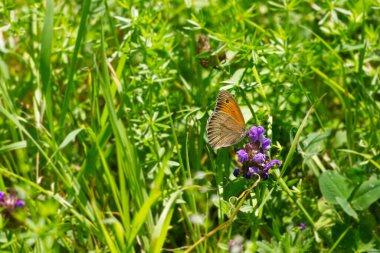 İsviçre 'nin Zürih kentinde mor çiçeğin üzerine tünemiş bir kelebek.