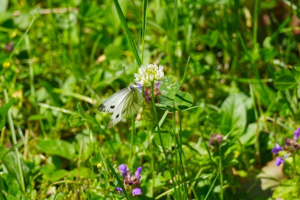 Papillon Blanc Nervures Vertes Pieris Napi Perché Sur Une Fleur — Photo