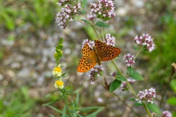 Papillon Fritillaire Argenté Argynnis Paphia Aux Ailes Ouvertes Assis Sur — Photo