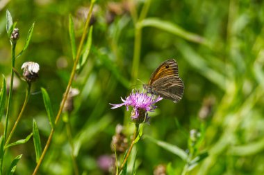 İsviçre, Zürih 'te pembe bir çiçeğin üzerinde oturan çayırkuşu (manola jurtina)