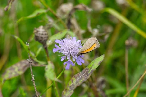 Meadow Brown Maniola Jurtina Butterfly Sitting Purple Flower Zurich Switzerland — Stock Photo, Image