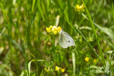 Küçük beyaz kelebek (Pieris rapae) İsviçre 'nin Zürih kentindeki sarı çiçeğe tünemiştir.