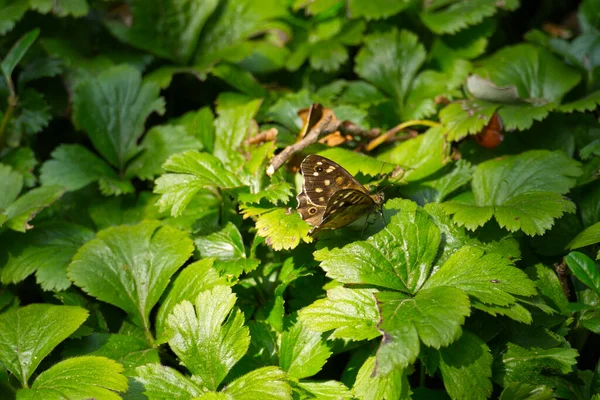 Benekli Kelebek Pararge Aegeria Sviçre Nin Zürih Kentinde Yeşil Yaprağa — Stok fotoğraf