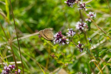 Ringlet (Aphantopus hyperantus) İsviçre, Zürih 'te pembe bir çiçeğin üzerinde oturan kelebek.