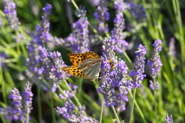 İsviçre 'nin Zürih kentindeki lavantanın üzerinde kısmen açık kanatları bulunan gümüş renginde Fritillary kelebeği (Argynnis paphia)