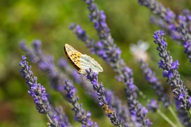 İsviçre 'nin Zürih kentindeki lavantanın üzerinde gümüş renginde yıkanmış Fritiller Kelebeği (Argynnis paphia) oturmaktadır.