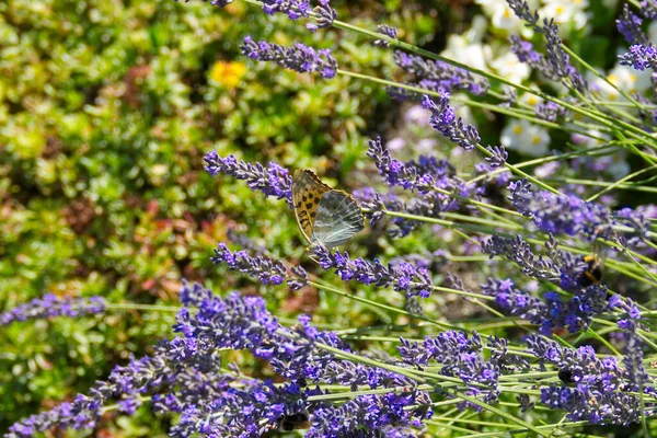 Ezüstmosott Fritilláris Pillangó Argynis Paphia Levendulán Ülve Zürichben Svájcban — Stock Fotó