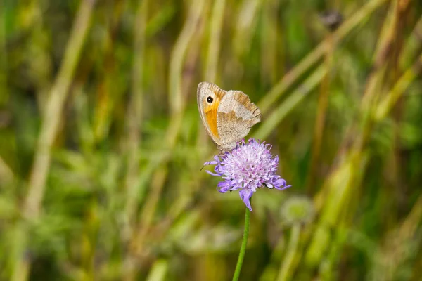 Papillon Marron Des Prés Maniola Jurtina Assis Sur Une Fleur — Photo