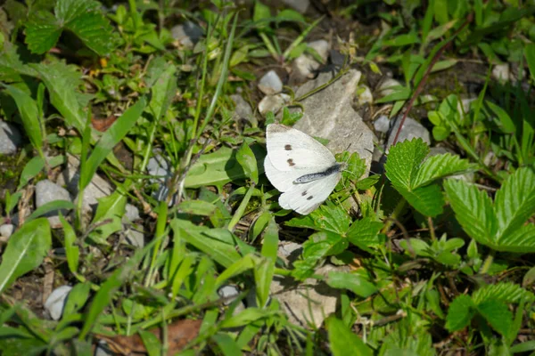 Μικρή Λευκή Πεταλούδα Pieris Rapae Ανοιχτά Φτερά Κάθεται Στο Γρασίδι — Φωτογραφία Αρχείου