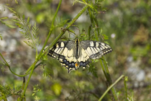 Hirondelle Ancien Monde Hirondelle Jaune Commune Papilio Machaon Assise Dans — Photo