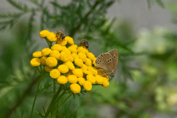 Ringlet Aphantopus Hyperantus Pillangó Egy Sárga Virág Zürichben Svájcban — Stock Fotó