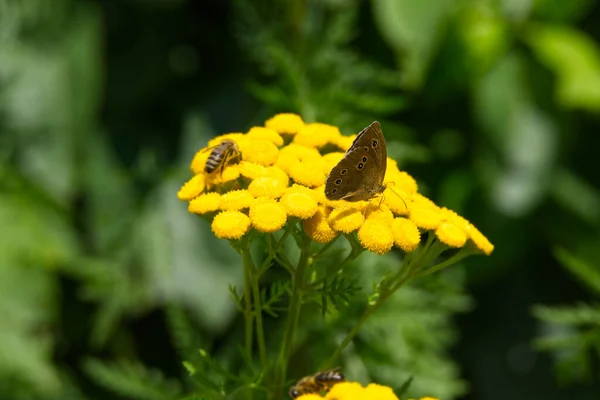Ringlet Aphantopus Hyperantus Pillangó Egy Sárga Virág Zürichben Svájcban — Stock Fotó
