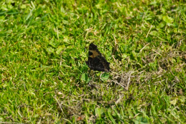 Motýl Malý Aglais Urticae Sedící Travnatém Poli Curychu Švýcarsko — Stock fotografie