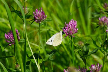Küçük beyaz kelebek (Pieris rapae) İsviçre 'nin Zürih kentindeki mor çiçeğe tünemiştir.