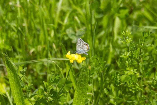 Azul Cravejado Prata Plebejus Argus Borboleta Empoleirada Flor Amarela Zurique — Fotografia de Stock