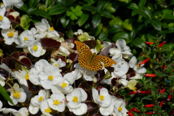 Ezüst Mosott Fritilláris Pillangó Argynis Paphia Fehér Virág Zürichben Svájcban — Stock Fotó